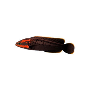 Spessartite Springeri Dottyback